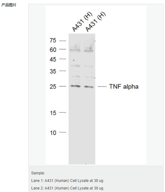 607936f9c5d81.png image.png